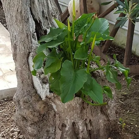 Frühstückspension Amareilmare Giovinazzo